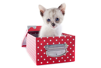 Image showing Siamese kitten in box