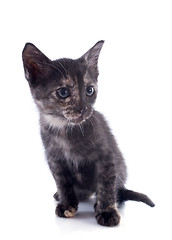 Image showing brown kitten