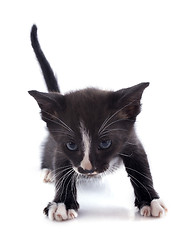 Image showing black kitten