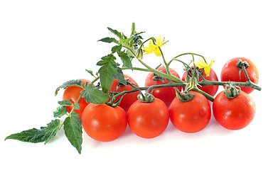 Image showing cheery tomatoes