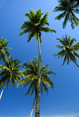 Image showing Coconut trees on sunny tropical beach