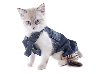 Image showing dressed birman kitten