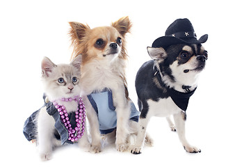 Image showing birman kitten and chihuahuas