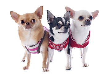 Image showing dressed chihuahuas