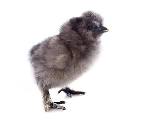 Image showing young Silkie chick