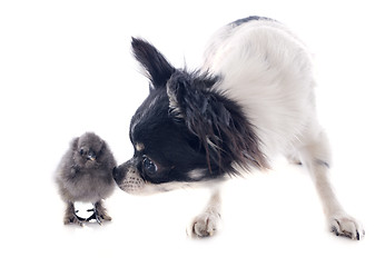 Image showing young chick and chihuahua