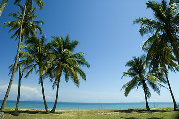 Image showing Coconut trees on sunny tropical beach