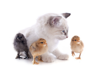 Image showing birman kitten and chicks