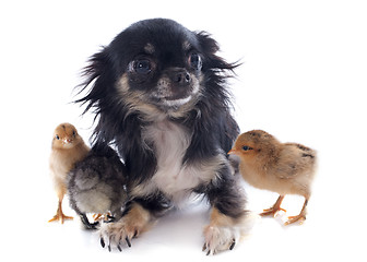 Image showing young chicks and chihuahua