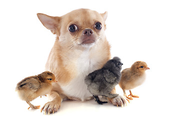 Image showing young chicks and chihuahua