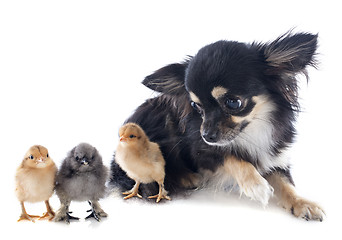 Image showing young chicks and chihuahua