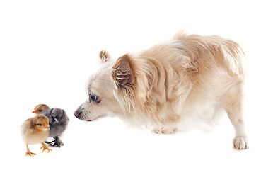 Image showing chicks and chihuahua