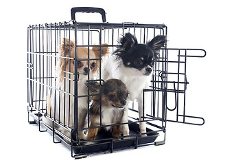 Image showing chihuahuas in kennel