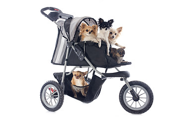 Image showing chihuahuas in pushchair