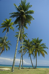 Image showing Coconut trees on sunny tropical beach