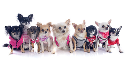 Image showing nine chihuahuas