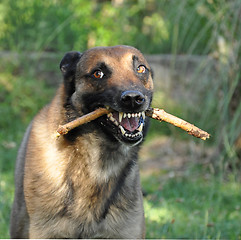 Image showing angry malinois