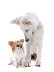 Image showing Swiss shepherd and chihuahua
