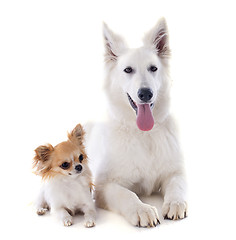 Image showing Swiss shepherd and chihuahua