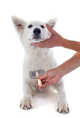 Image showing grooming of Swiss shepherd 