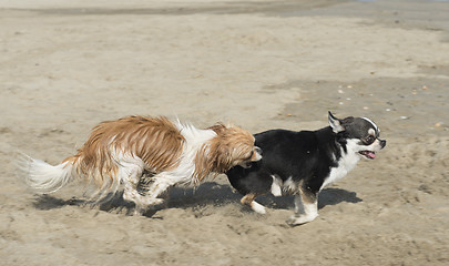 Image showing chihuahua on the beach