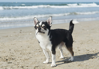 Image showing chihuahua on the beach