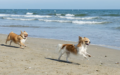 Image showing chihuahuas on the beach