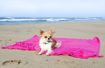 Image showing chihuahua on the beach