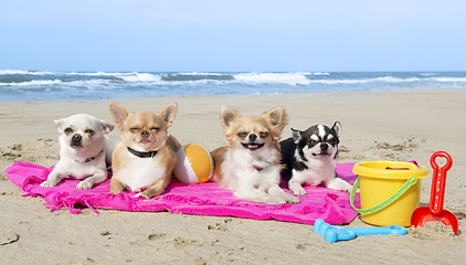 Image showing chihuahuas on the beach