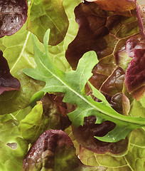 Image showing Lettuce close-up