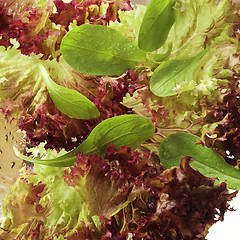 Image showing Lettuce close-up