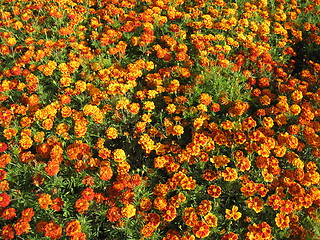 Image showing beautiful flower of tagetes