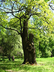 Image showing Huge old oak with a wooden sculpture in it