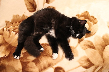Image showing black cat sleeps on a sofa