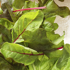 Image showing Lettuce close-up