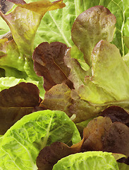 Image showing Lettuce close-up