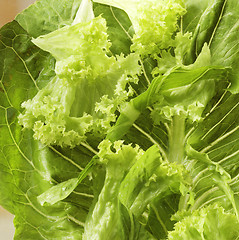 Image showing Lettuce close-up