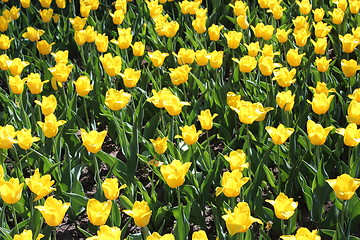 Image showing yellow tulips on the flower-bed