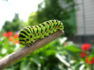 Image showing Caterpillar of the butterfly  machaon on the stick