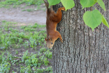 Image showing squirrel climbing down on the tree in the park