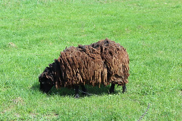 Image showing sheep grazing on a grass