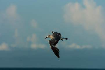 Image showing seagull flying