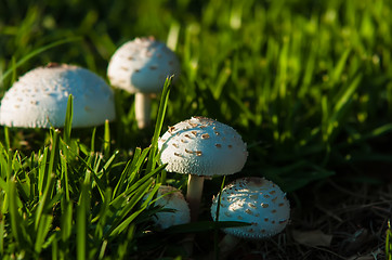 Image showing Photo of Poisonous mushrooms in the garden.