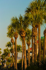 Image showing palm tree