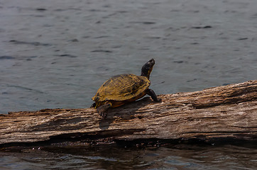 Image showing Turtle Sunning Himself On A Log