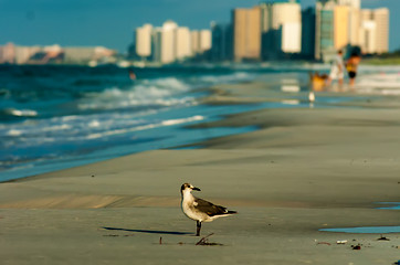 Image showing destin florida beach scenes