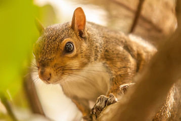 Image showing curious squirrel