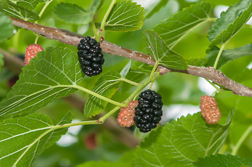 Image showing Ripe mulberry on the branches