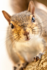 Image showing curious squirrel