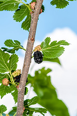 Image showing Ripe mulberry on the branches